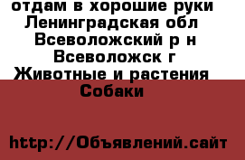 отдам в хорошие руки - Ленинградская обл., Всеволожский р-н, Всеволожск г. Животные и растения » Собаки   